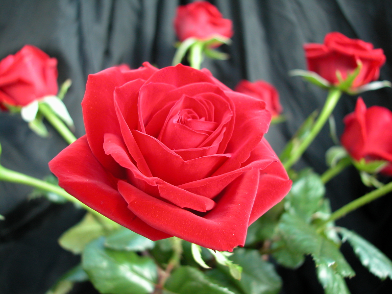 roos voor youtube oefening knippen en plakken