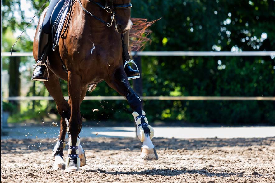 Categorie foto dressuur