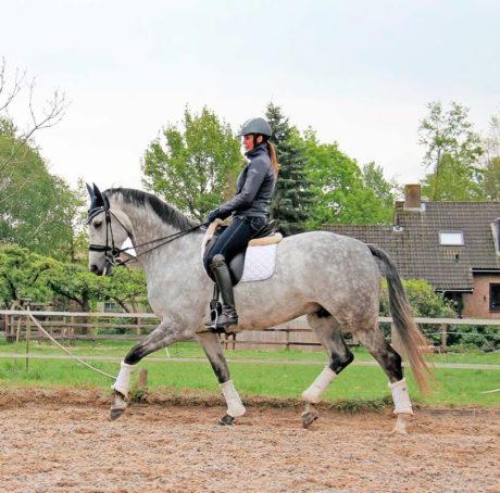 hoe leren paarden liannne crielaard himalaya