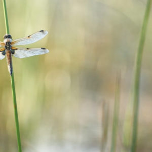 Workshop macrofotografie 2021-06