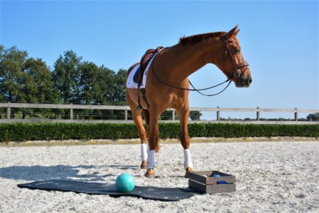 oefeningen doorzitten als een prof