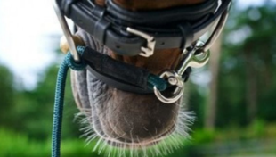 longeren lammert haanstra