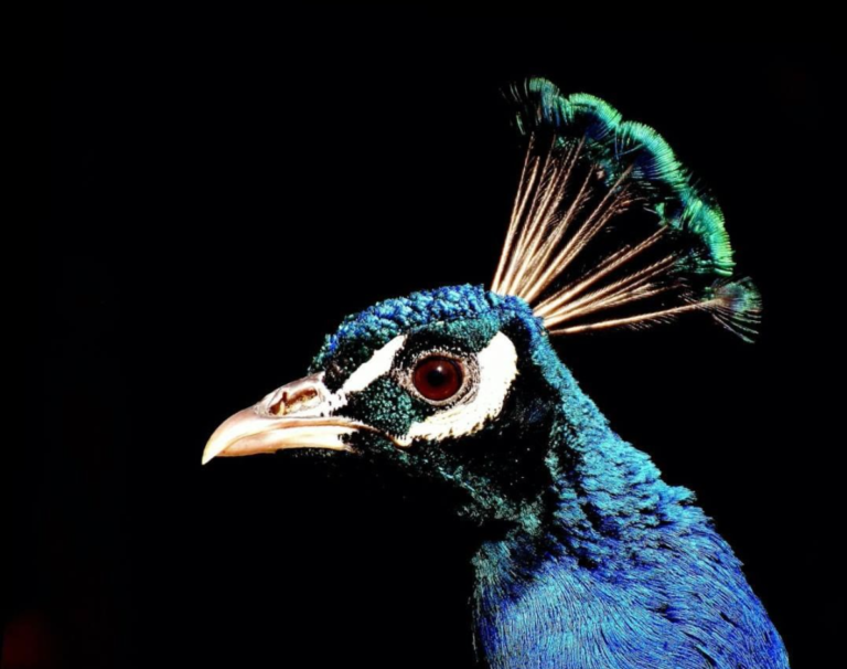 het hoofd van een pauw voor zwarte achtergrond