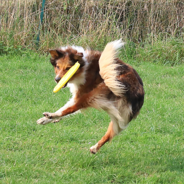 2f419874-img_0015 (1)