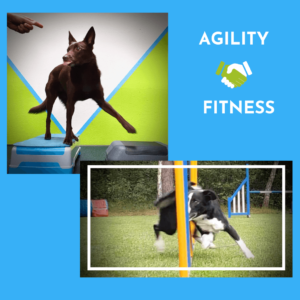5 MUST HAVE oefeningen voor de Agility hond