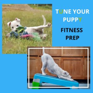 TuneYourPuppyFitnessPrep