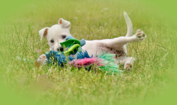 Fitness for PuppiesFocus on body awareness and teambuilding between puppy and handler