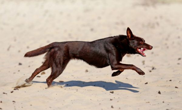 Fitness for sporting dogsFocus on power, agility and cardio Injury prevention and performance improvement