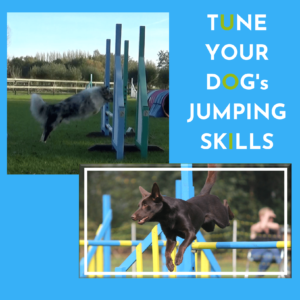 Tune Your Dog's Jumping Skills - Blauw - mini