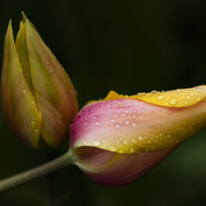 Workshop macrofotografie 202210