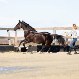 Gedrag - Paard trekt zich los