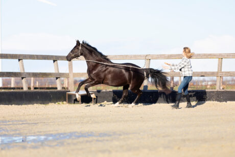 Gedrag - Paard trekt zich los