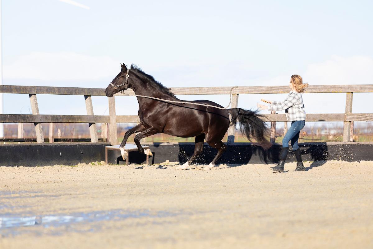 Gedrag - Paard trekt zich los
