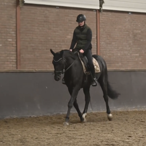Jonge paarden trainen en het ontwikkelen van de verticale balans met Debbie van der Aa
