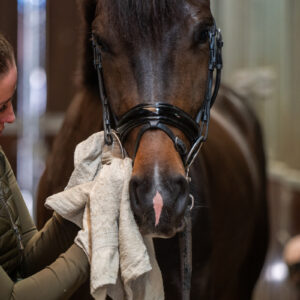 Naar de exterieur-keuring - maar hoe dan?