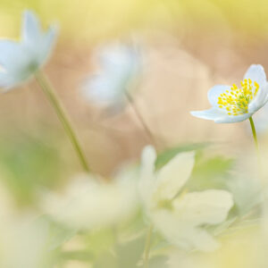 Workshop macrofotografie 202404