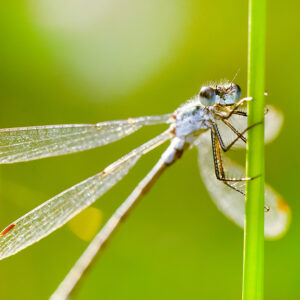 Workshop macrofotografie 202405
