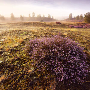 Workshop paarse heide