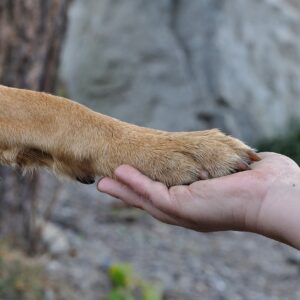Houd je Hond Gezond