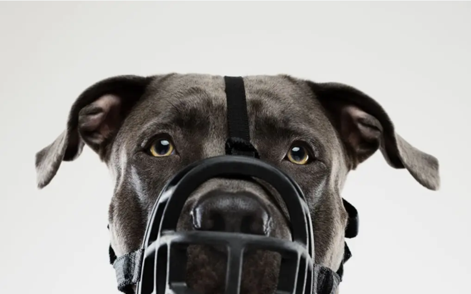 muilkorf; niet alleen voor gevaarlijke honden, maar een waardevol hulpmiddel tijdens consulten, medische handelingen en andere situaties