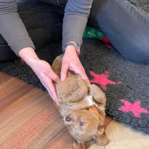 Puppychecks! Dit vind ik echt geweldig om te doen