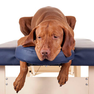 19 oktober 2024 in Lochem: Workshop hondenmassage
