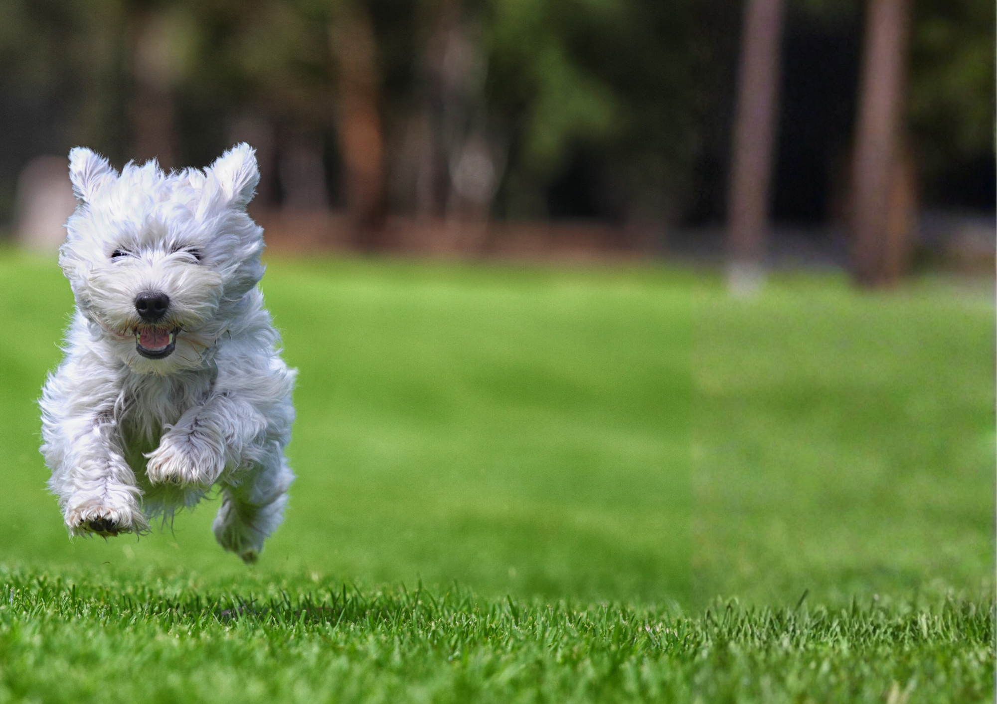 wat het loopje van je hond jouw vertelt. gratis minicursus. HondOsteo&Co
