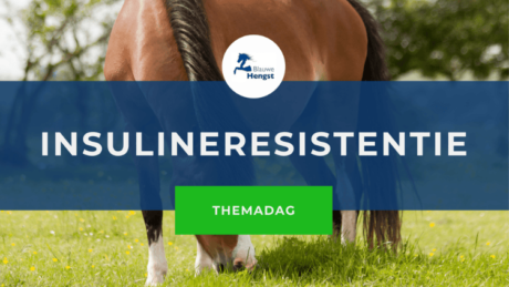 afbeelding bij online cursus insulineresistentie bij paarden door Blauwe Hengst