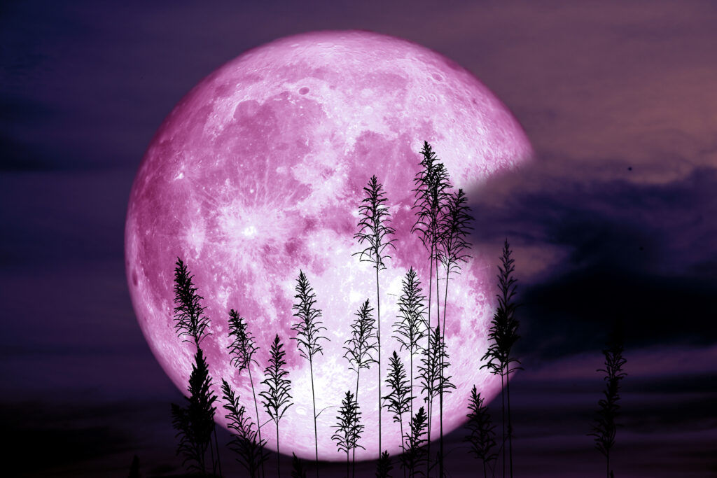 Paarse maan met silhouetten van kruidenplanten bij zonsondergang – symboliek van astrologische transits en persoonlijke en spirituele groei