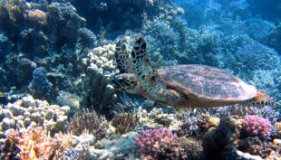 regenratie koraal is duurzaam