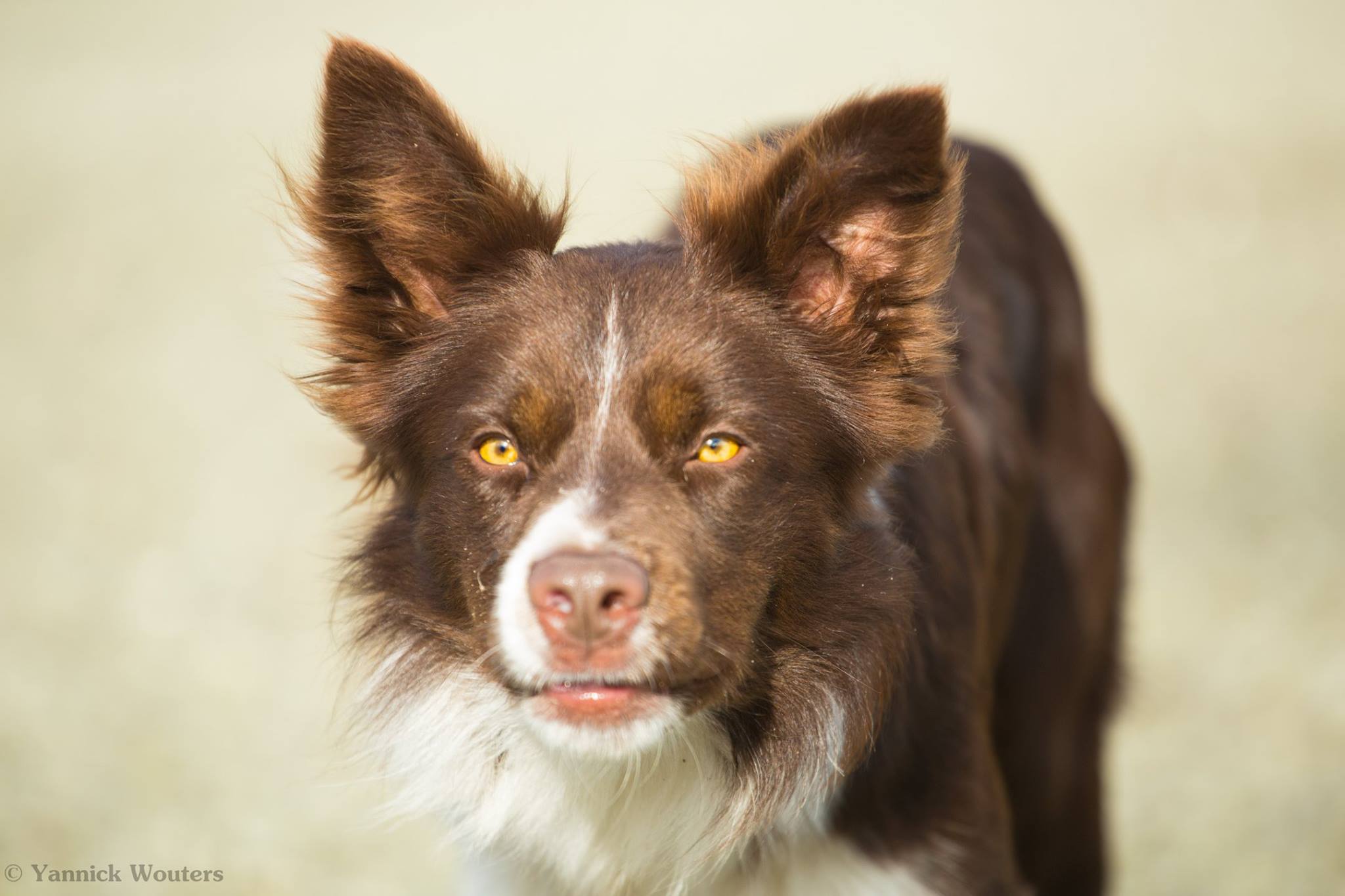 10988926_1579413882300433_3535942824813174949_o