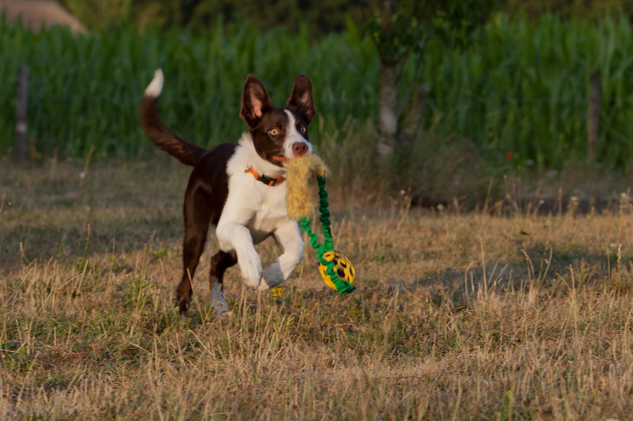 67203078_347067102852966_7120185195487035392_n